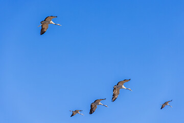 Fototapeta premium Cranes with spread wings flying on a blue sky