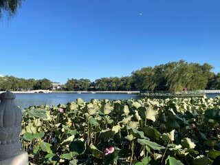 Lotus Pound of the forbidden city in Beijing China 