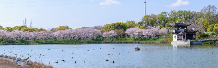 桜満開の鶴見緑地公園
