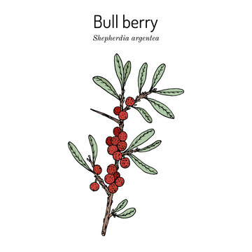 Silver buffaloberry, or bull berry (Shepherdia argentea), medicinal plant