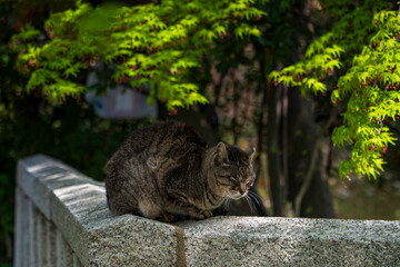 日陰でやすむ猫