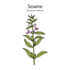 Sesame (Sesamum indicum), edible and medicinal plant.