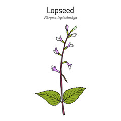 Lopseed (Phryma leptostachya), medicinal plant