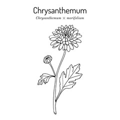 Florists daisy, or hardy garden mum (Chrysanthemum × morifolium), medicinal and ornamental plant