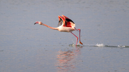 Pink flamingo takeoff at Valle Cavanata nature reserve, Fossalon di Grado, Friuli Venezia Giulia, Italy. Beautiful bird in action. © Marco