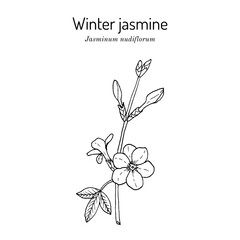 Winter jasmine (Jasminum nudiflorum), ornamental plant