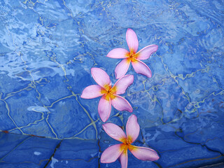Paradise flower ideal for spa, massage and holidays.
