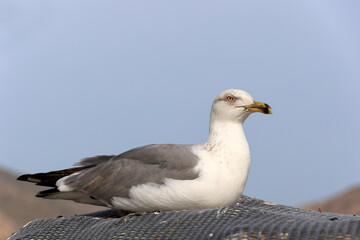 Seagull close-up resting in the port of Parikia-Paros-Greece  