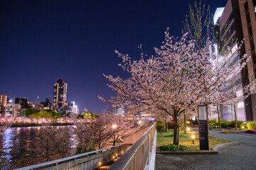 浪速の夜桜浪速