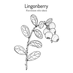 Lingonberry or cowberry (Vaccinium vitis-idaea), edible and medicinal plant. - obrazy, fototapety, plakaty