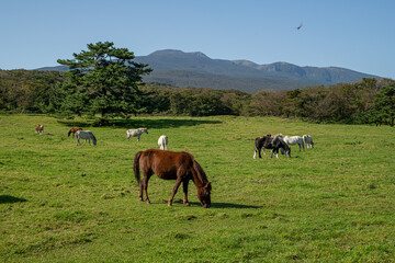 horses on the meadow, jeju
