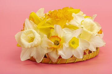 Festive spring composition with assorted blooming narcissus and homemade wicker basket