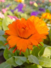 Daffodill Beautiful Flower