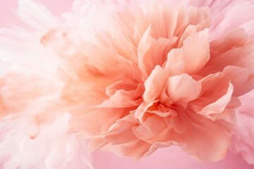 Soft pink peony in bloom, perfect for elegant backgrounds, spring themes and romantic occasions