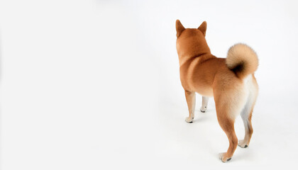 Rear view of Shiba Inu taken against white background