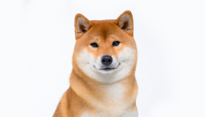 Front view of Shiba dog face taken against a white background