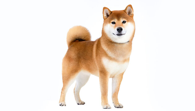Standing Shiba Inu standing on four legs, photographed against white background