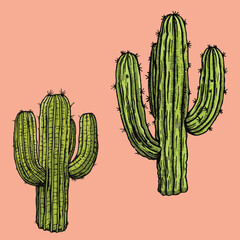 Cactus, realistic green cactus with spines. Cactus with shadow. Flat design, vector illustration, vector.