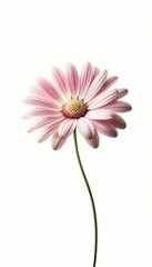 Pastel pink gerber daisy isolated on white background