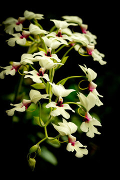 Hybrid of Calanthe vestita x williamsii