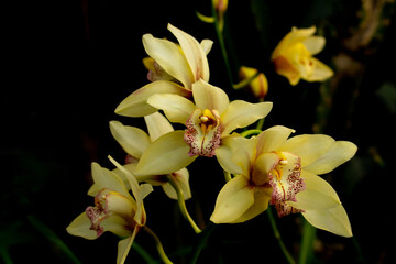 Yellow Orchid Cymbidium closeup.