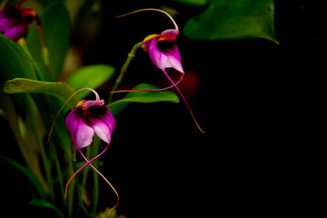 Masdevallia Angel Heart orchid flower