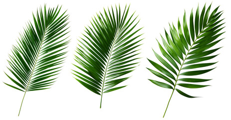 Fototapeta na wymiar Tropical green palm leave , jungle leave floral pattern isolated on white background Copy space for text or design