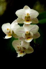 Beautiful white innocent orchid (Phalaenopsis)
