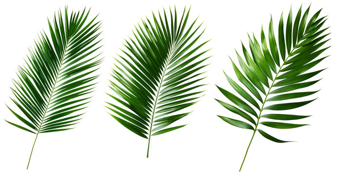 Tropical green palm leave , jungle leave floral pattern isolated on white background Copy space for text or design