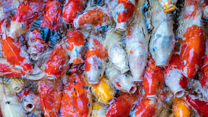 Obraz na płótnie Canvas Koi Fishs in pond, Beautiful koi fish or Carp Fish, Many crowded fishs.