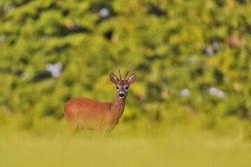 Art photo of a young reebuck standing in a meadow with a forest in the background. Capreolus capreolus