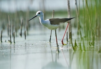 A Black-winged stilt bird wades in shallow water. Himantopus himantopus. A shorebird in the nature habitat.
