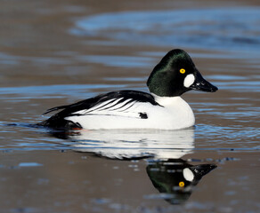 Tufted duck