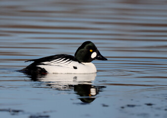 Tufted duck