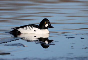 Tufted duck