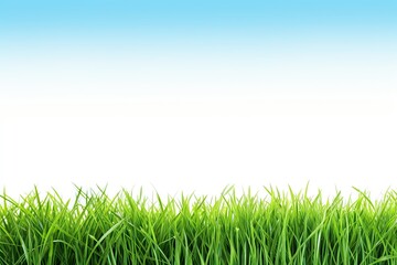 Fresh Green Lawn with Blue Sky Background. Nature's Meadow Landscape on White Isolated Splendor
