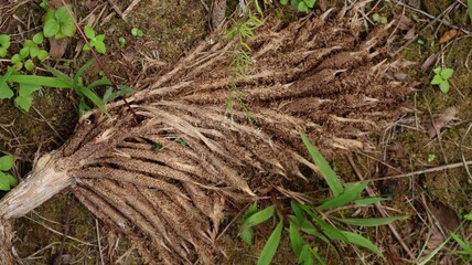 Dead palm flowers