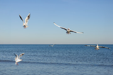 Fototapeta na wymiar A group of seagulls flying over water, hunting for food
