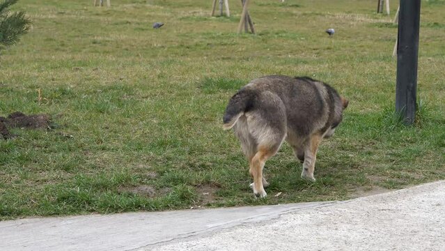 A limping street dog strolling on the green grass meadow in the park.