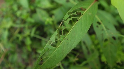 Leaves eaten by caterpillars