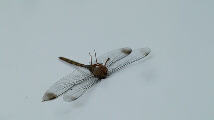 Dragonflies