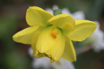 日本の早春の庭に咲く黄色い八重咲き水仙の花（タヒチ）