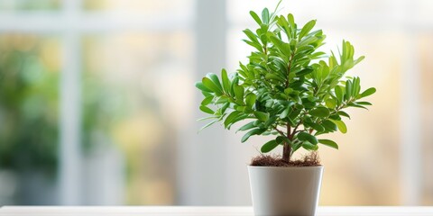 Evergreen plant for eco-friendly Christmas home decor idea