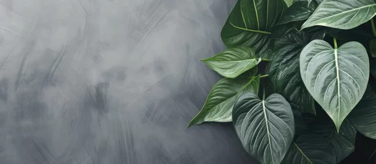 Foto op Canvas Close up syngonium houseplant leaves propped up by bamboo on textured gray background Nature and plants banner with space for text Home garden concept © LukaszDesign