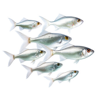 fresh fish on white background