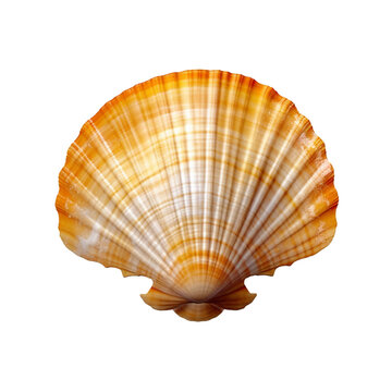 sea shell isolated on white