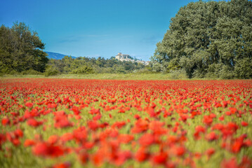 Village proven&ccedil;ale d'Ansouis derri&egrave;re champs de coquelicots