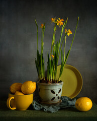 Still life with blooming daffodils and ripe lemons.
