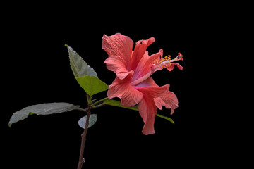 Closeup view of fresh bright orange double hibiscus rosa sinensis flower isolated on black background © Cyril Redor