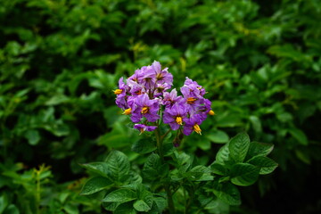Potato flower in the field.